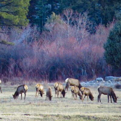 Elk in fall - taken from house