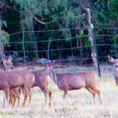 deer in field from house