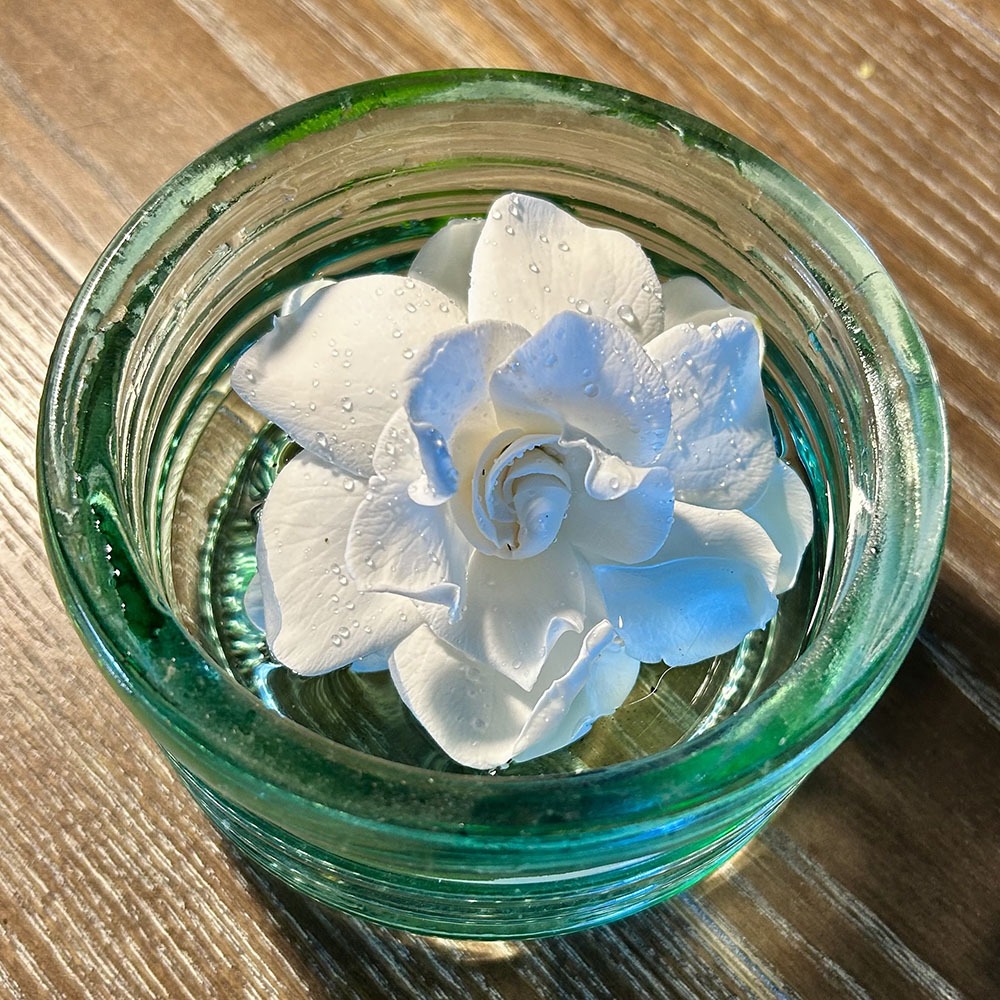 Gardenia