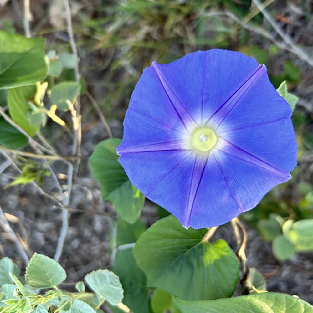 Morning glory