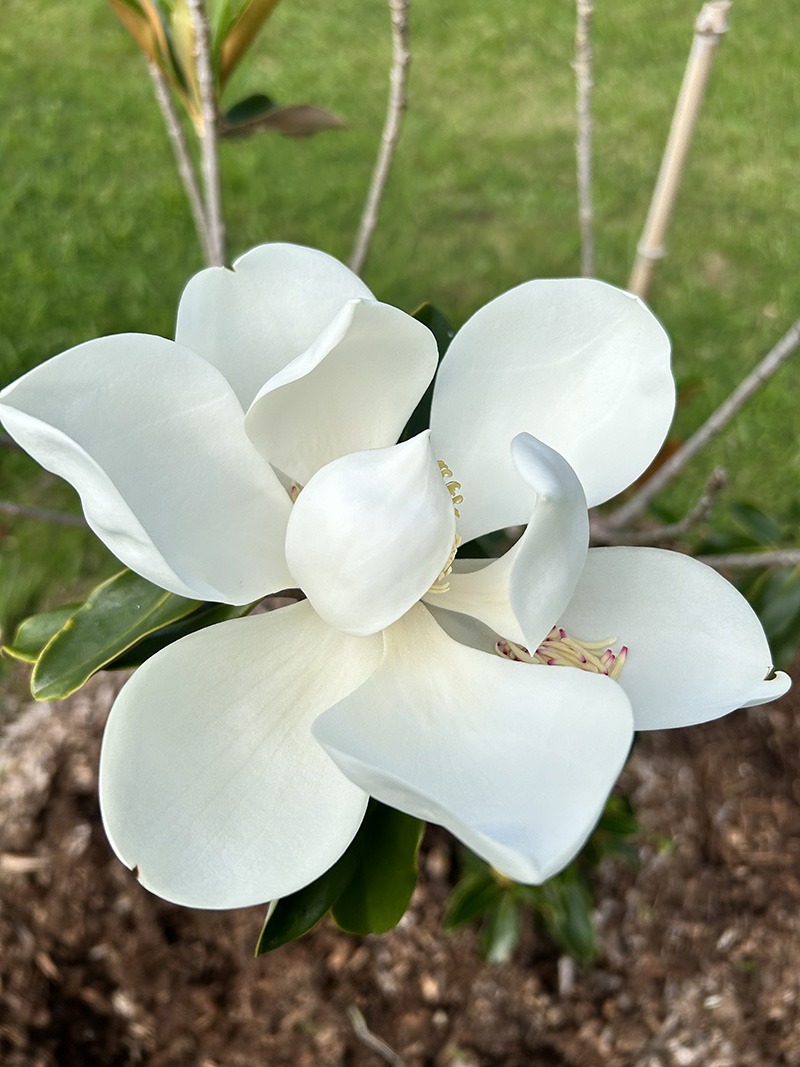 Gardenia